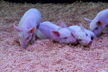 A view of Piglet playing. Vancouver BC Canada