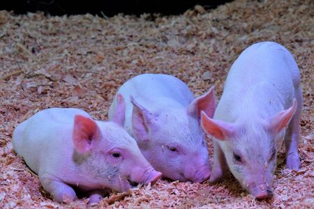 A view of Piglet playing. Vancouver BC Canadaの写真素材