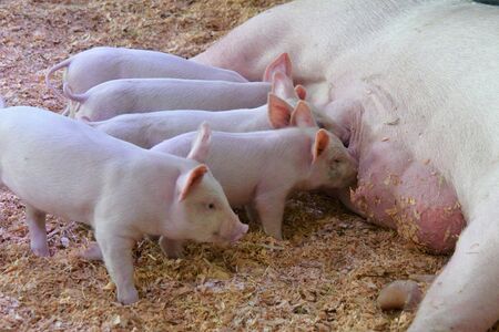 A view of Piglet drinking their mother's milk. Vancouver BC Canadaの写真素材