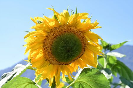 A closeup of Sunflower against the sky. Chilliwack BC Canadaの写真素材