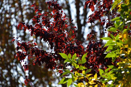 A photo of red leaves againstst a backdrop of out-of-focus green leaves. BC Canadaの写真素材