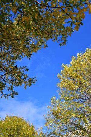 A photo of Autumn leaves against the blue sky. BC Canadaの写真素材