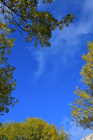 A photo of Autumn leaves against the blue sky. BC Canadaの写真素材