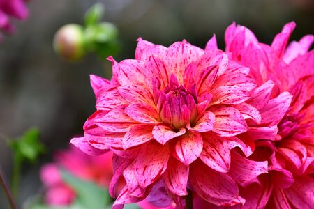 A closeup of a spotted purple dahlia in a garden. Victoria BC Canadaの写真素材