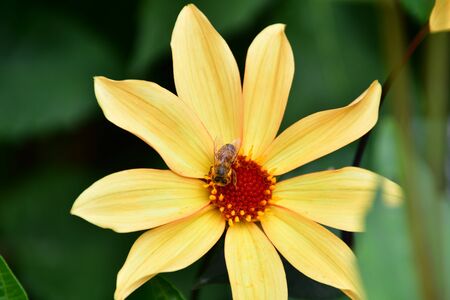 A closeup of a honey bee on a yellow Dahlia in the garden. Victoria BC Canadaの写真素材