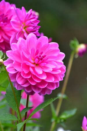A closeup of a pink Dahlia in the garden. Victoria BC Canadaの写真素材
