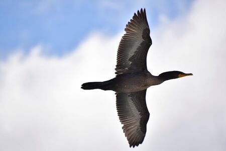 A view of a double-crested cormorant flying in the sky. BC Canadaの写真素材