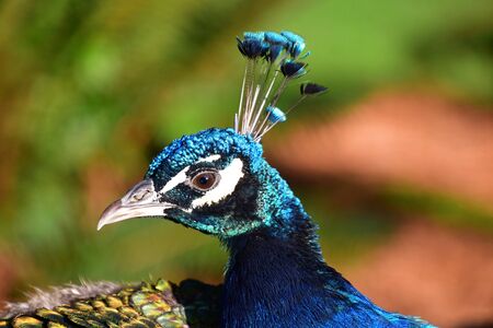 A closeup view of a Peacock's head. Victoria BC Canadaの写真素材