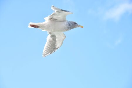 A Closeup of a Seagull Flying in the Sky. BC Canadaの写真素材