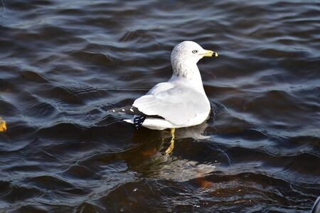 A Closeup of a Ring-billed Gull Swimming in the Lake. BC Canadaの写真素材