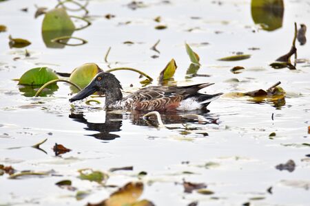 A photo of a male northern shoveler swimming on the pond.    Vancouver BC Canadaの写真素材
