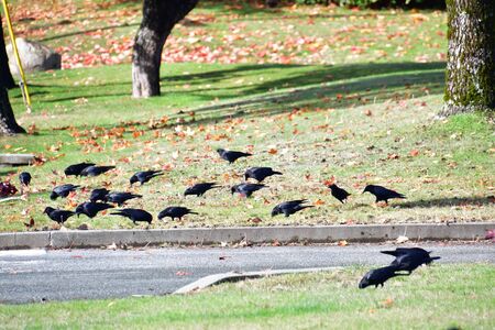 A View of the Crows Trying to Eat the Worms on the Ground. Autumn BC Canadaの写真素材