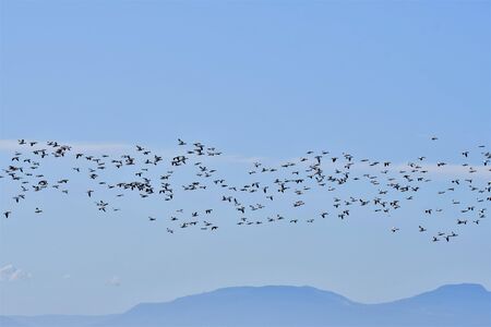 A view of so many Snow Geese flying together. Richmond BC Canadaの写真素材