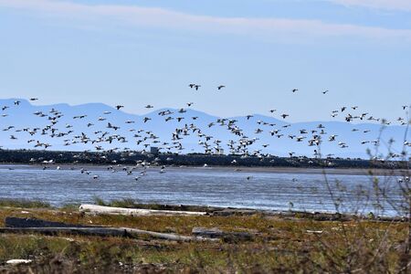 A view of so many Snow Geese flying together. Richmond BC Canadaの写真素材