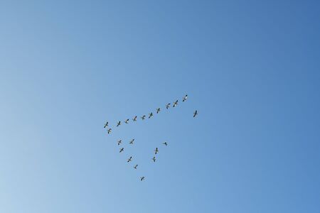 A Photo of Snow Goose Flying Through the Sky in V-shape Formation. Richmond BC Canadaの写真素材