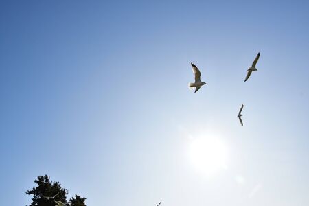 A Seagull Spreading It's Wings and Flying Through the Sky, With the Sun Shining Against It's Back. Richmond BC Canadaの写真素材