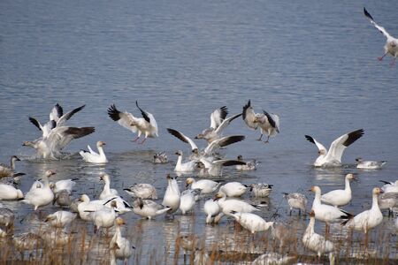 A photo of Snow Geese landing to the shallow.   Richmond BC Canadaの写真素材