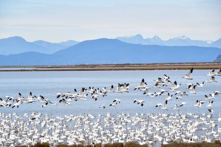 Hundreds of Snow Geese Gathered Together in the Shallows of the Sea.   Richmond BC Canadaの写真素材