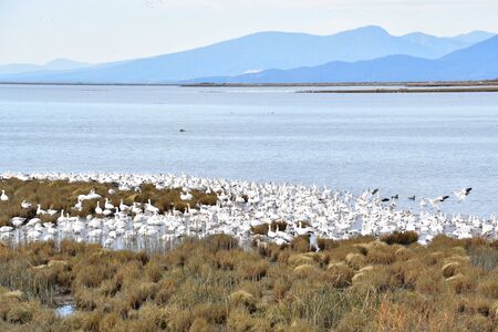 Hundreds of Snow Geese Gathered Together in the Shallows of the Sea.   Richmond BC Canadaの写真素材