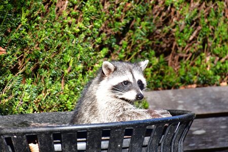 A racoon poking it head out of a trash can.   Vancouver BC Canadaの写真素材