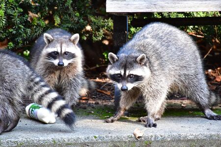 A trio of racoons searching for food in Stanley Park.   Vancouver BC Canadaの写真素材