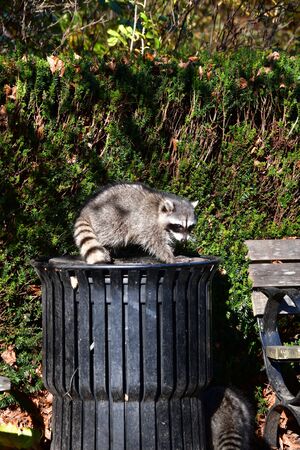 A racoon deftly making it way out of a trash can.   Vancouver BC Canadaの写真素材