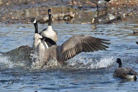 Two Canada Geese Fighting on the Lake.   Vancouver BC Canadaの写真素材