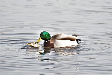 A picture of a Mallard Duck mating in the water.    Vancouver BC Canadaの写真素材