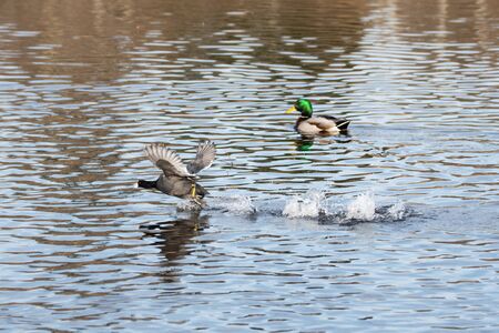 A American Coot running along the surface of the water.   Vancouver BC Canadaの写真素材