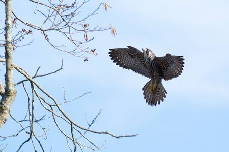 A Peregrine falcon about to perch on a tree.    Vancouver BC Canadaの写真素材