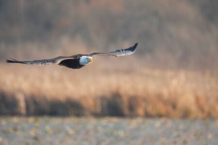 A shot of a Bald eagle flying by on an autumn day.    Vancouver BC Canadaの写真素材