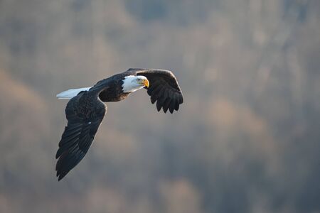 A shot of a Bald eagle flying by on an autumn day.    Vancouver BC Canadaの写真素材