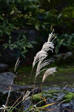 Chinese Silver Grass Swaying Lightly in the Wind.    Arashiyama Kyoto Japanの写真素材