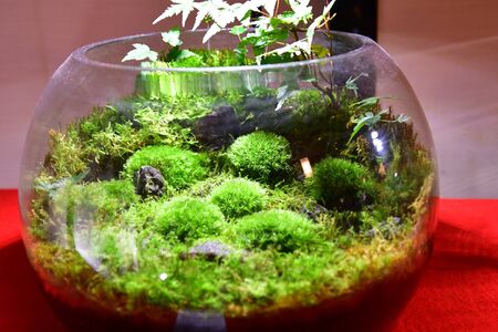 A temple themed terrarium.      Ohara Kyotoの写真素材