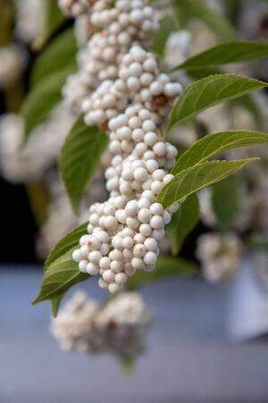 Closeup View of White Callicarpa Japonica's Fruits.     From Kyotoの写真素材