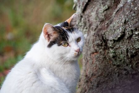 A closeup view of a cat face.     Kyotoの写真素材