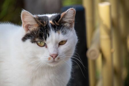 A closeup view of a cat face.     Kyotoの写真素材