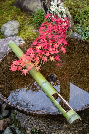 A picture of a water bowl in a Japanese garden, with a branch of a maple leaf hanging over it. ...