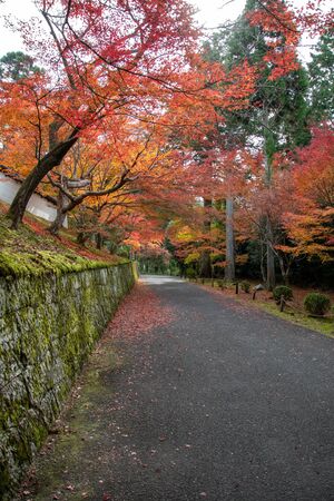 Beautiful Reds, Golds, and orange orange leaves adorn the roadway to the temple . Kyoto Japanの写真素材