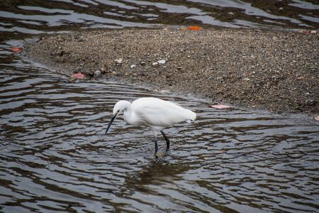 A photo of a Little Egret in the Kamogawa river.       Kyotoの写真素材