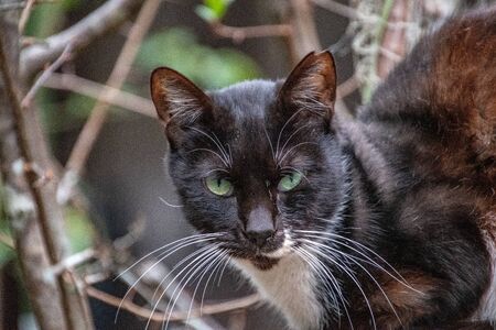 A closeup of a black and white Cat.     Kyotoの写真素材