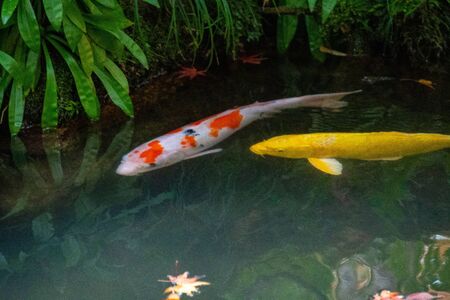 Koi Carp Liven Up a Japanese-style pond.        From Kyotoの写真素材