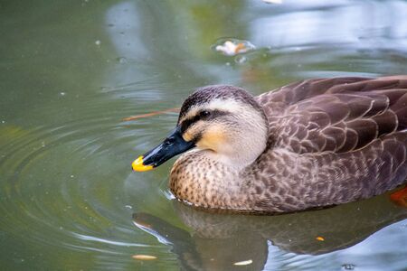 A Closeup of a Spot-Billed Duck Swimming in the Pond.    Naraの写真素材