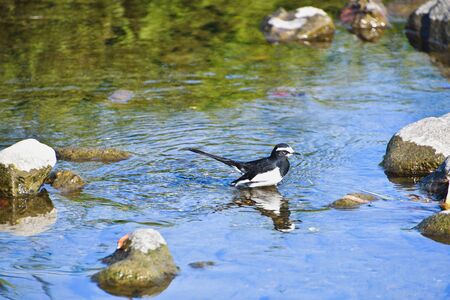 A picture of a Great Wagtail in the shallow.  Kyoto Japan