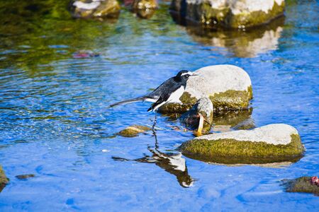 A picture of a Great Wagtail in the shallow.  Kyoto Japanの写真素材