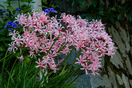 Red and white mixed colored lycoris flowers blooming by the roadside.   From Kyotoの写真素材