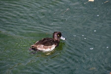 A view of a male ring-neck swimming in the river.   Kyoto Japanの写真素材