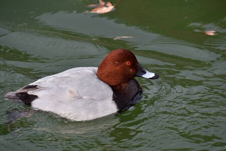 A view of a male Redhead swimming in the river.   Kyoto Japanの写真素材