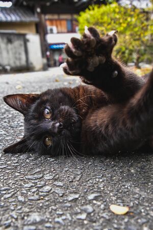 A playful black cat on it's back.   Kyotoの写真素材