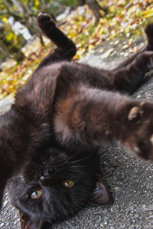 A picture of a playful black cat on it back, it's arms outstretched s the camera.   Kyotoの写真素材